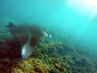 Obraz na płótnie Canvas Reef manta ray (Mobula alfredi) feeding on a reef in the Yasawa Islands of Fiji