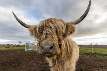 A portrait of a hairy highland cow on a farm