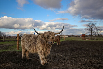 A hairy highland cow on a farm
