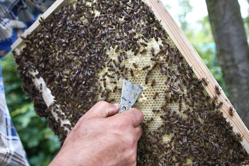 The beekeeper examines the bee frame with the larvae of future bees.