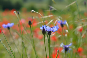 bunte sommerblumenwiese