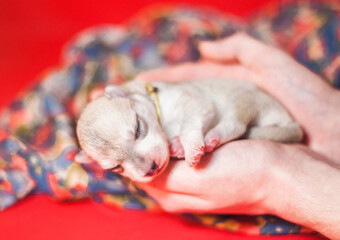 Newborn gray siberian husky puppy