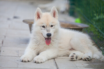 Beautiful siberian husky puppy in the park