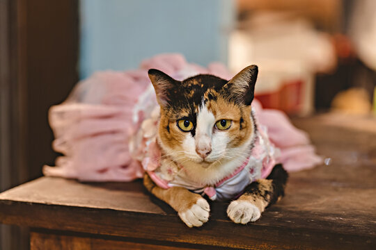 Cute Cat Wearing Dress Close Up Portrait