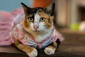 Cute cat wearing dress close up portrait