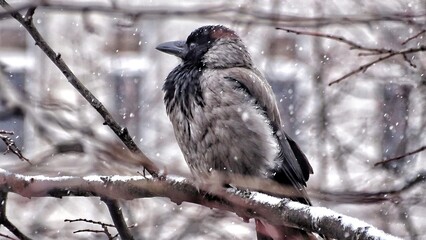 blackbird in snow