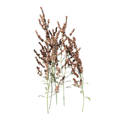 Front view of Plant ( flower plant 1) Tree png