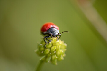 Red and black insect