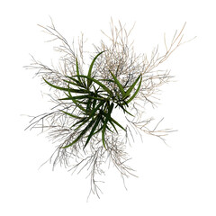 Top view of Plant ( Dry tall grass 1) Tree png