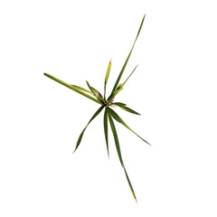 Top view of Plant ( bulrush reedmace reed cattail punks 3) Tree png
