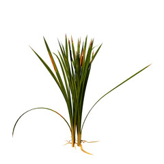 Front view of Plant ( bulrush reedmace reed cattail punks 2) Tree png 