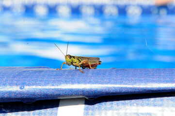 A grasshopper sits on the edge of a pool in summer. 