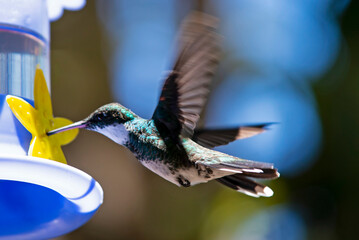 Colibrí alimentándose © Maelia Rouch