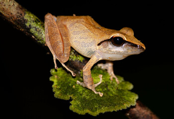 arrow frog over linquens in the amazon rainforest
