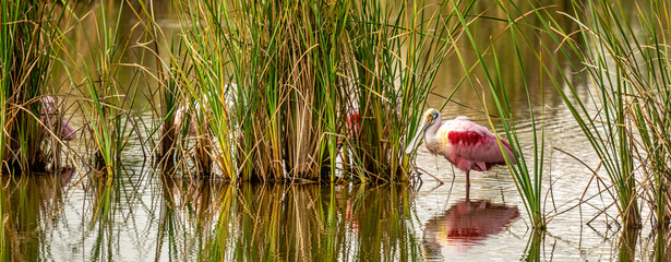 Roseaste Spoonbill on the Texas Coast