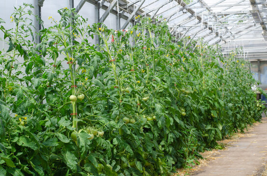 Agricultura urbana