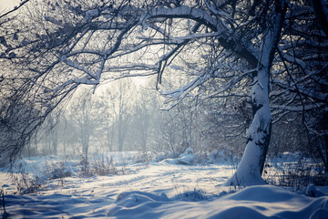Krajobraz zimowy. Zaśnieżone drzewo, mroźny poranek