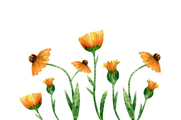 Floral background with calendula flowers. Horizontal frame with yellow and orange wildflowers and green leaves for greeting cards design, textile decor
