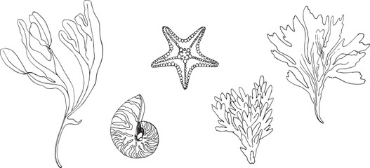 Set of vector objects marine, tropical, corals, starfish, shells, seaweed. © Nataliia