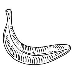 Sketch ink vintage banana illustration, draft silhouette drawing, black isolated on white background. Food graphic etching design.
