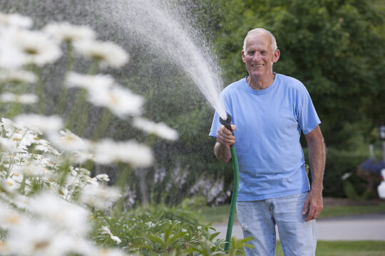Senior man watering daisies in outdoor garden