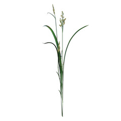 Front view of Plant ( Cyperaceae sedges 3) Tree png