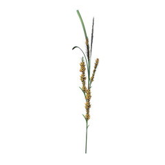 Front view of Plant ( Cyperaceae sedges 2) Tree png
