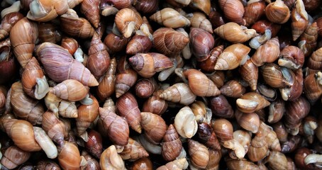 A traditional snack in the highlands of Ecuadorian Andes:  edible land snails (churos)  at Otavalo.