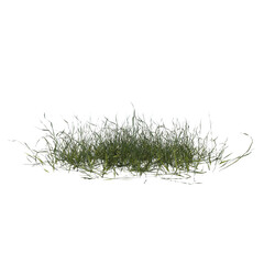 	
Front view of Plant ( Lawn Grass 1) Tree png