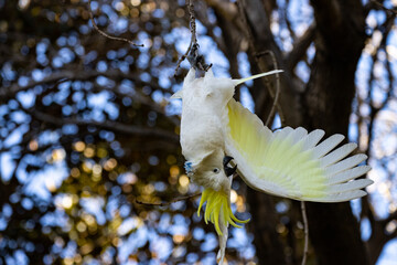 Beautiful sulphur-crested cockatoo hanging on a branch with its head down in Royal Botanic Garden...