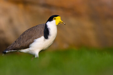 Funny masked lapwing bird walking and searching for food in park in Sydney, New South Whales, Australia