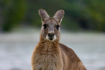 Portrait of eastern grey kangaroo feeding on the beach at famous Cape Hillsborough National Park in Queensland, Australia. Australian symbol