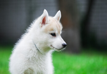Obraz premium Beautiful siberian husky puppy in the park