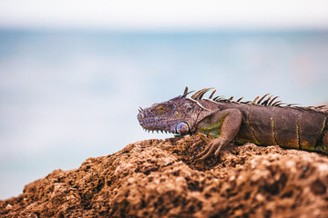 Marine iguana resting on rocky beach and looking away