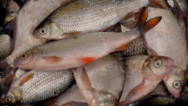 Fish river roach and bream. Selective focus.