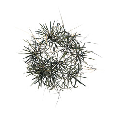 Fototapeta premium Top view of Plant ( Dry Grass Long Lawn 1) Tree png 