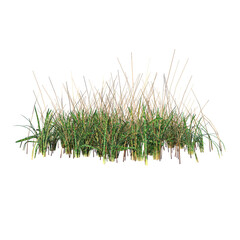Front view of Plant ( Long Lawn Grass 6) Tree png