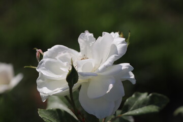 A white rose in the beautiful garden