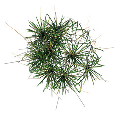 Top view of Plant ( Long Lawn Grass 5) Tree png