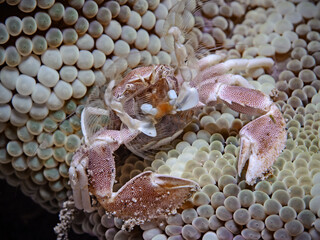 Spotted porcelain crab with eggs (Neopetrolisthes maculatus)
