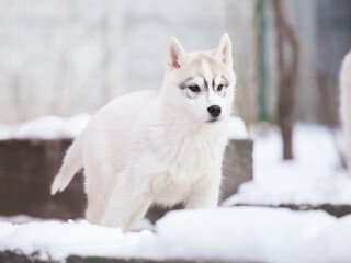 Beautiful siberian husky puppy in the park