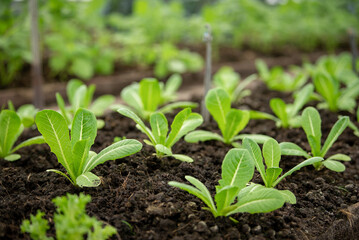 Vegetable garden at morning the summer day in industrial greenhouse. Selective focus