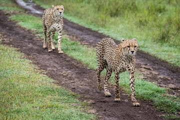Cheetahs walking in Africa