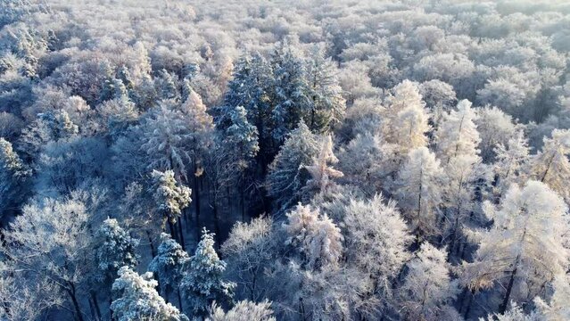 Aerial footage of flight over snowy treetops in the forest in winter