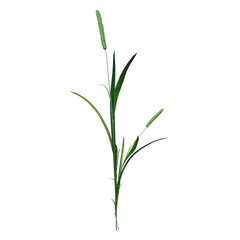 Front view of Plant (Juncus 3) Tree png