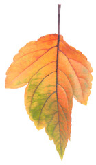 Autumn colorful yellow dry fall leaves