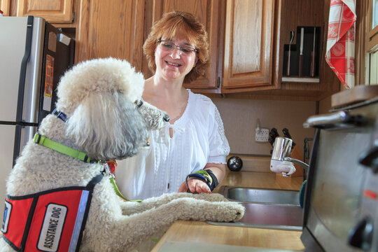 Poodle service dog with his master at the kitchen sink