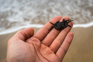 small marble crab on the palm of your hand.