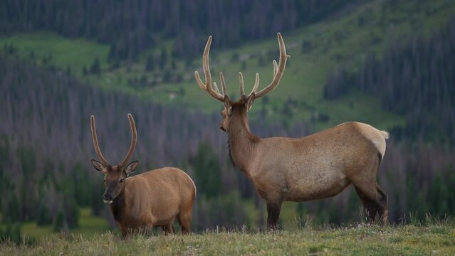 Wild Elk in Rocky Mountains Grazing 
