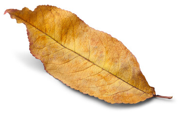 Dry colored fallen autumn leaves